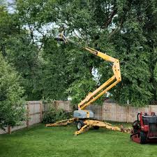 Best Palm Tree Trimming  in Ivanhoe, CA